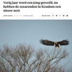 Smeuïg artikel over Koudumer zeearenden in de Leeuwarder Courant