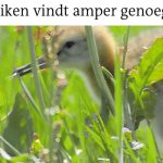 Gruttokuikens hebben het moeilijk