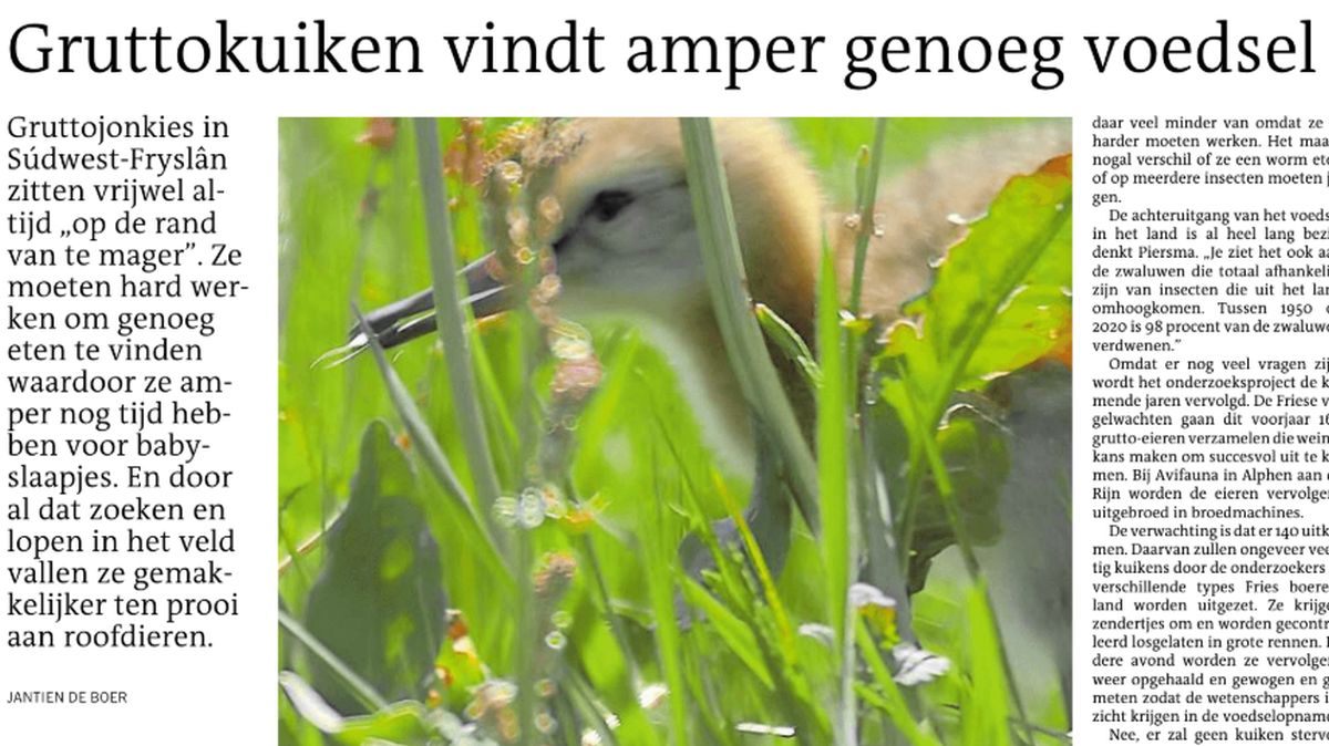 Gruttokuikens hebben het moeilijk