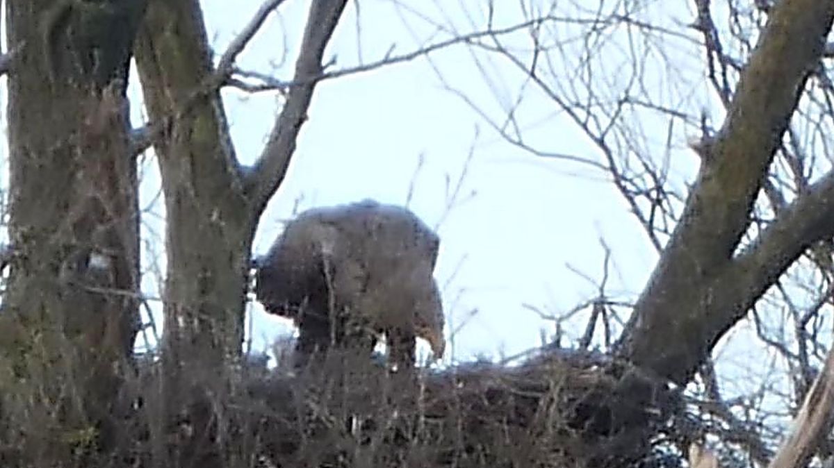 Weer drie jonge zeearenden bij Koudum