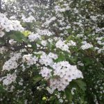 Bûtenkafee de Romte bij Kerkhoflaanboskje