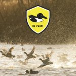 ‘Ik rust!’: geef vogels ruimte op Friese meren